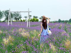 -空港花田景区