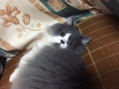 -1013 PET SHOP 宠物商店(近铁城市广场店)
