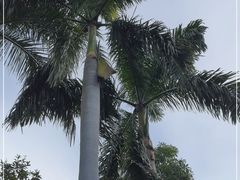 -广州市白云山风景名胜区