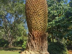 -中国科学院西双版纳热带植物园