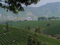 -帐篷客·溪龙茶谷度假酒店