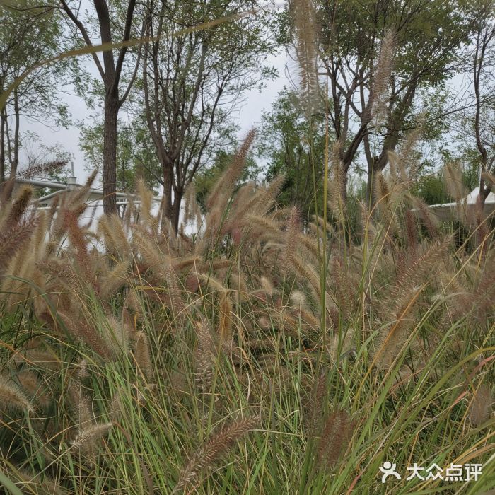 天津东丽湖风景区图片