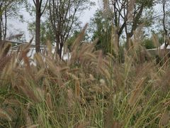 -天津东丽湖风景区