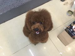 -瑞派动物医院·猫专科·至诚(江南中分院)