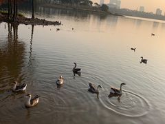 -海珠湖公园