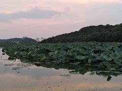 -月湖风景区
