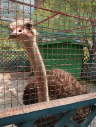 点击看大图 -萌宠亲子动物乐园(槐房万达店)