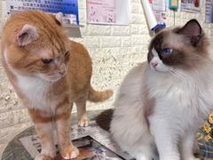 -平行世界·猫咖(首经贸店)