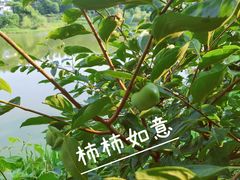 -鼓岭旅游度假区