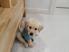 -翊宠yipet猫狗购宠庄园犬舍•猫舍