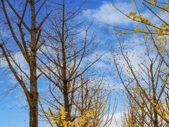 -重庆中央公园(渝北区)