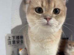 -琪喵猫屋·撸猫猫咖·猫舍