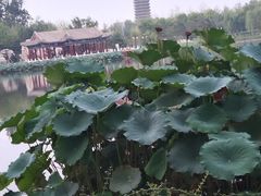 -西海子公园