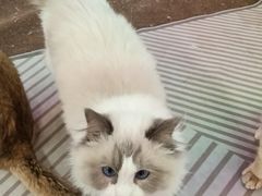 -大型宠物商超·宠海王国·宠物猫狗活体·用品·美容(新世界百货重庆店)