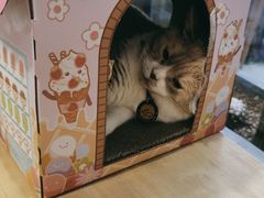 -伟伟宠物医院·CT影像中心·瑞派犬猫综合性门诊(汉口总院)