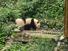 -中国大熊猫保护研究中心雅安碧峰峡基地