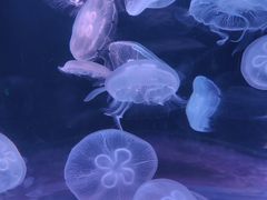 -欢乐海岸海洋奇梦馆