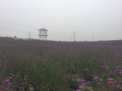 iphone_upload_pic-紫颐香薰山谷景区