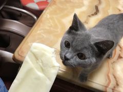 -十年猫舍·猫咪专门店(普陀店)