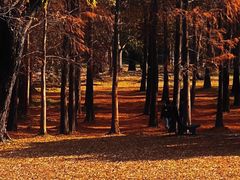 -上海共青森林公园