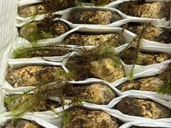 -鲜菌江湖正宗野生菌火锅