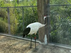 -盐城丹顶鹤湿地生态旅游区