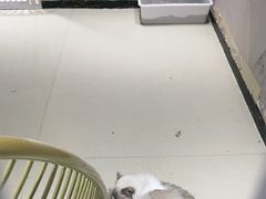 -藏猫猫咖啡主题馆(中央大道店)