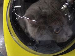 -瑞鹏宠物医院·爱宠堂·骨外专科(西荷分院)