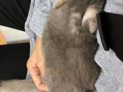 -瑞派·关忠动物医院·异宠专科·犬猫肿瘤·皮肤专科(望京店)
