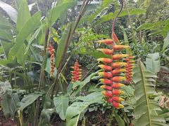 -中国科学院西双版纳热带植物园
