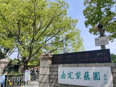 -嘉定紫藤园