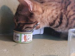 -猫猫幼稚园·撸猫·桌游·电玩