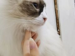 -李小姐の猫咖啡馆(五角场店)