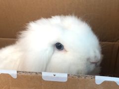 -瑞派名望24h动物医院异宠专科·猫专科·骨科·重症监护分院