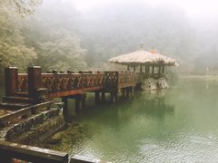 景点-阿里山神木遗迹