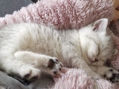 -翊宠yipet猫狗购宠庄园犬舍•猫舍