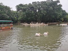 -广州长隆飞鸟乐园