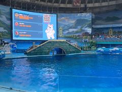 -海合安成都极地海洋公园