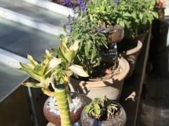 -成桂西餐厅·42年的味道(五大道疙瘩楼店)