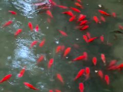 -二荆条·蜀鲜汇城市森林火锅