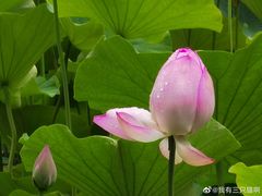 -莲湖公园