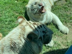 -北京野生动物园