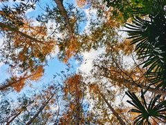 -上海长兴岛郊野公园