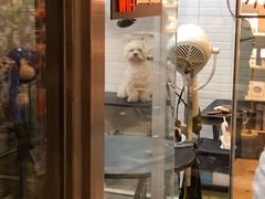 -PETKIT小佩宠物(古北店)