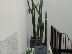 -大树餐厅(红旗街万达店)