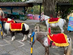 -深圳野生动物园
