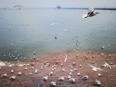 -青岛第二海水浴场