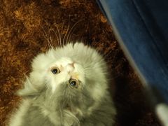 -大悦城(沈阳中街店)