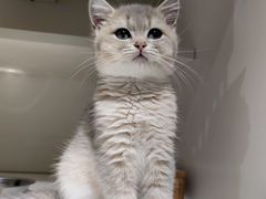 -东方名猫馆·英短金渐层布偶猫舍(环线广场1号楼店)