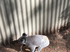 -可伦宾野生动物保护区